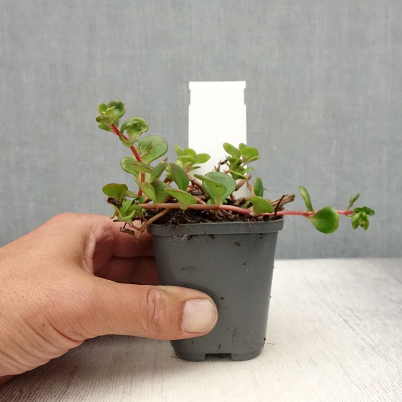 Example of Fetthenne Lime - Sedum makinoi Kleine Töpfe von 8/9 cm as you get in ete