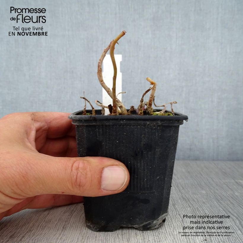 Example of Fetthenne Marina - Sedum telephium Kleine Töpfe von 8/9 cm as you get in automne
