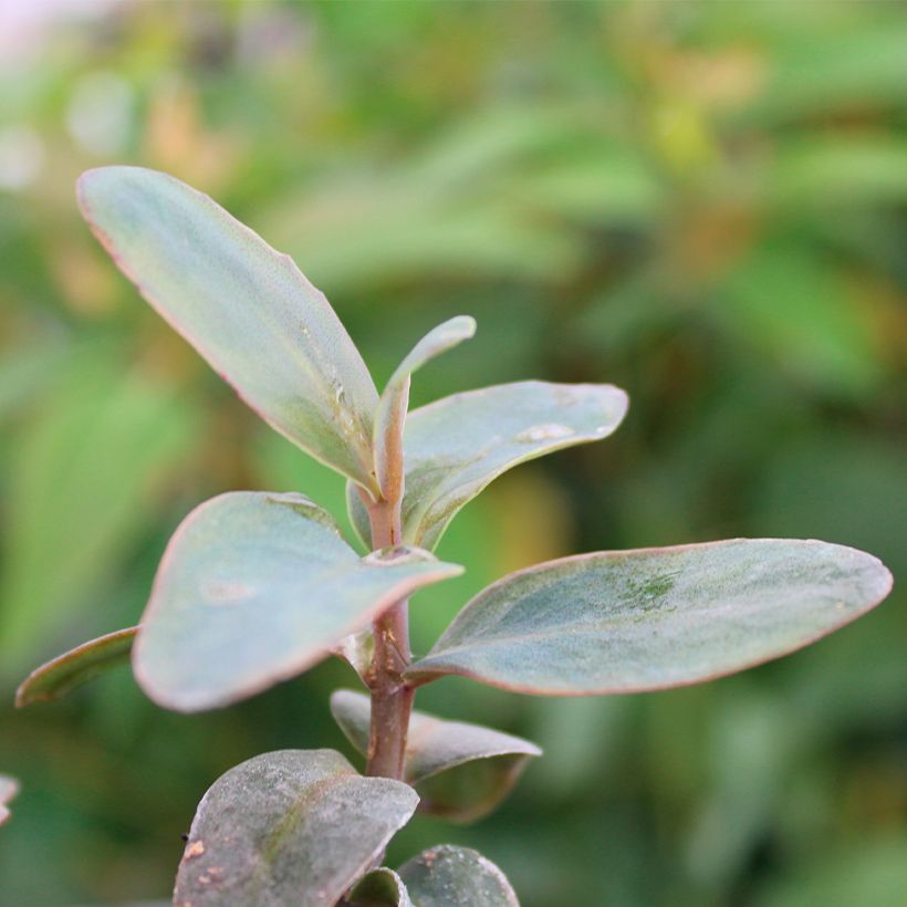 Fetthenne Marina - Sedum telephium (Foliage)