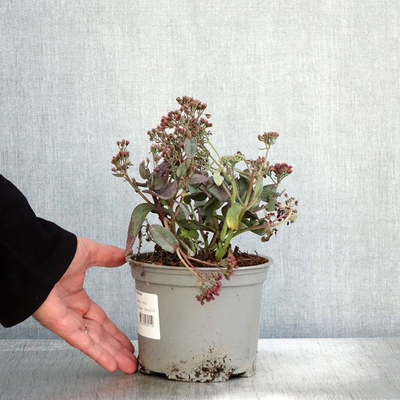 Example of Fetthenne Marina - Sedum telephium Topf mit 2L/3L as you get in automne