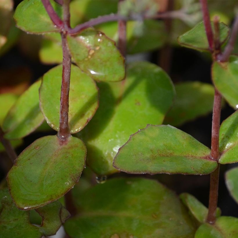 Fetthenne Matrona - Sedum (Foliage)