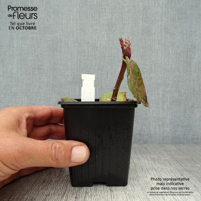 Example of Fetthenne Matrona - Sedum Kleine Töpfe von 8/9 cm as you get in automne