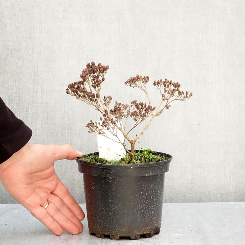 Exemplar von Fetthenne Matrona - Sedum Topf mit 2L/3L wie im Herbst geliefert
