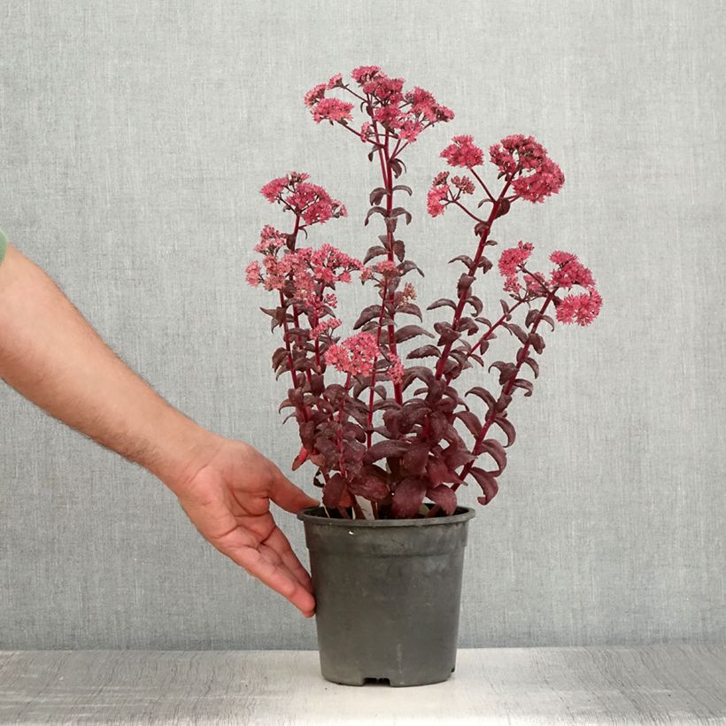 Example of Fetthenne Mojave Jewels Diamond - Sedum Topf mit 2L/3L as you get in ete