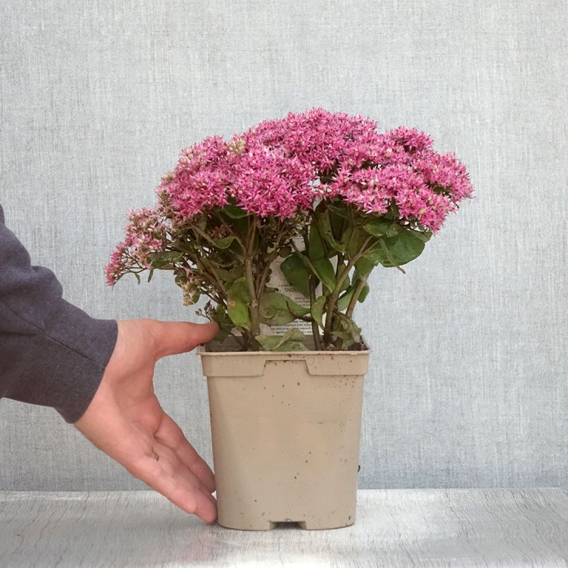 Example of Fetthenne Mr Goodbud - Sedum Topf mit 2L/3L as you get in ete