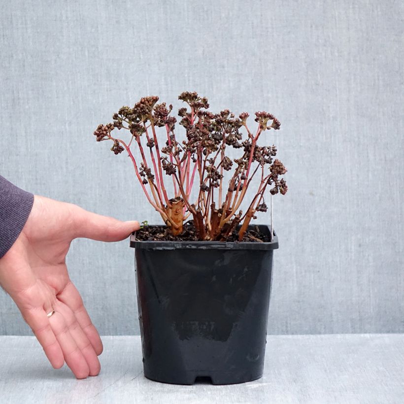 Exemplar von Sedum Peach Pearls - Orpin d'automne Pot de 1,5L/2L wie im Herbst geliefert