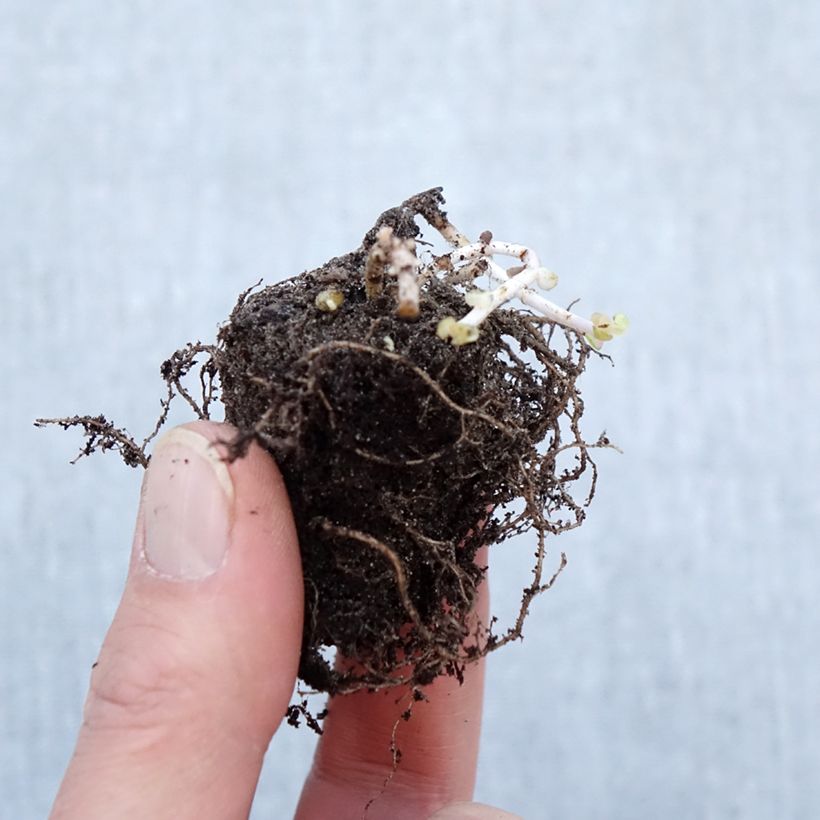 Example of Fetthenne Pinky - Sedum hybrida Wurzelnackt as you get in hiver