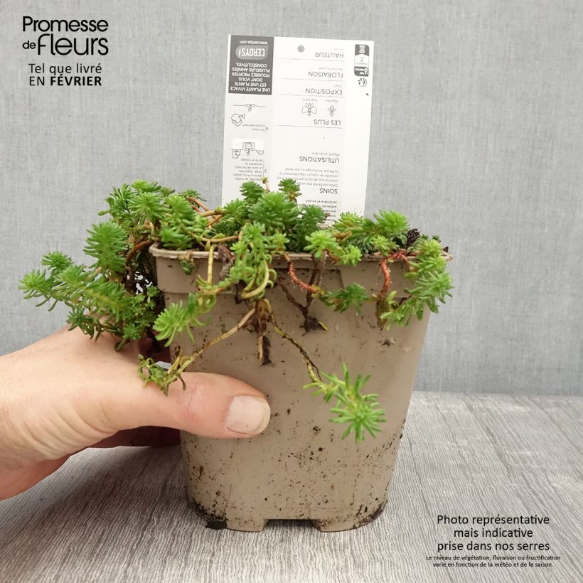 Example of Fetthenne - Sedum pulchellum Topf mit 2L/3L as you get in hiver