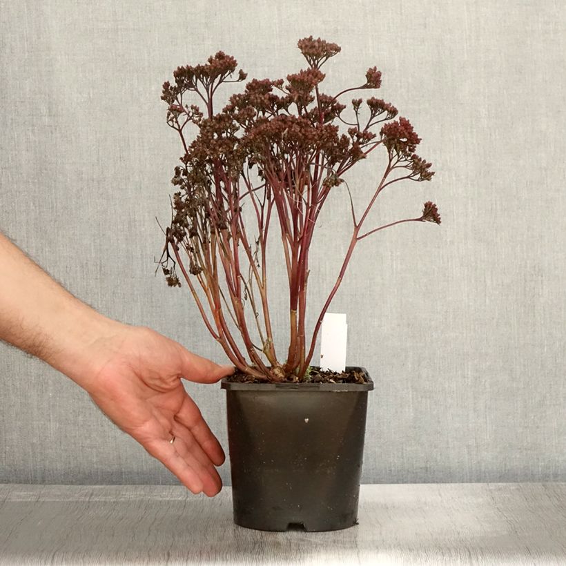 Example of Fetthenne Purple Emperor - Sedum spectabile Topf mit 1,5L/2L as you get in automne