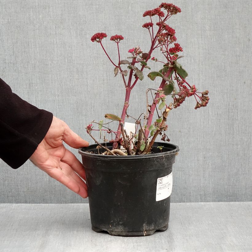 Exemplar von Fetthenne Red Cauli - Sedum Topf mit 2L/3L wie im Herbst geliefert