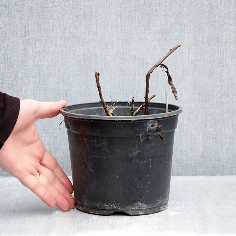 Exemplar von Fetthenne Red Cauli - Sedum Topf mit 2L/3L wie im Winter geliefert