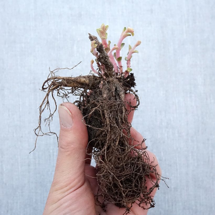 Example of Fetthenne Red Cauli - Sedum Wurzelnackt as you get in hiver