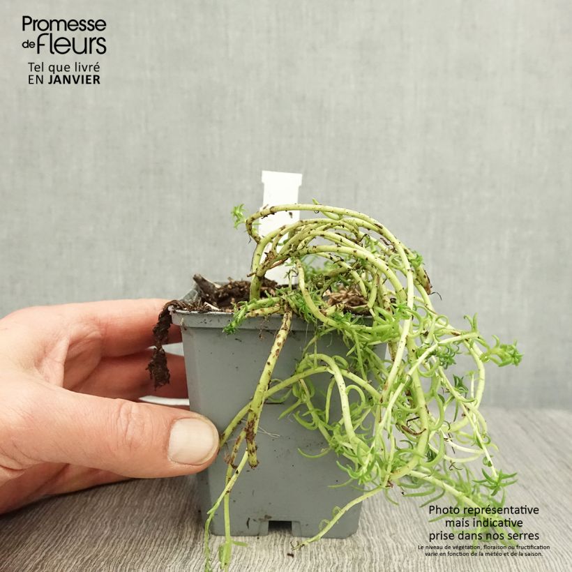 Exemplar von Fetthenne Angelina - Sedum reflexum Kleine Töpfe von 8/9 cm wie im Winter geliefert