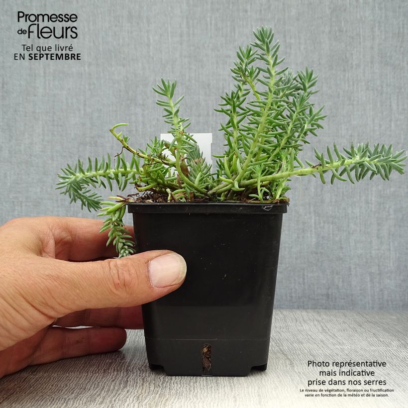 Example of Fetthenne Blue Spruce - Sedum reflexum Kleine Töpfe von 8/9 cm as you get in automne