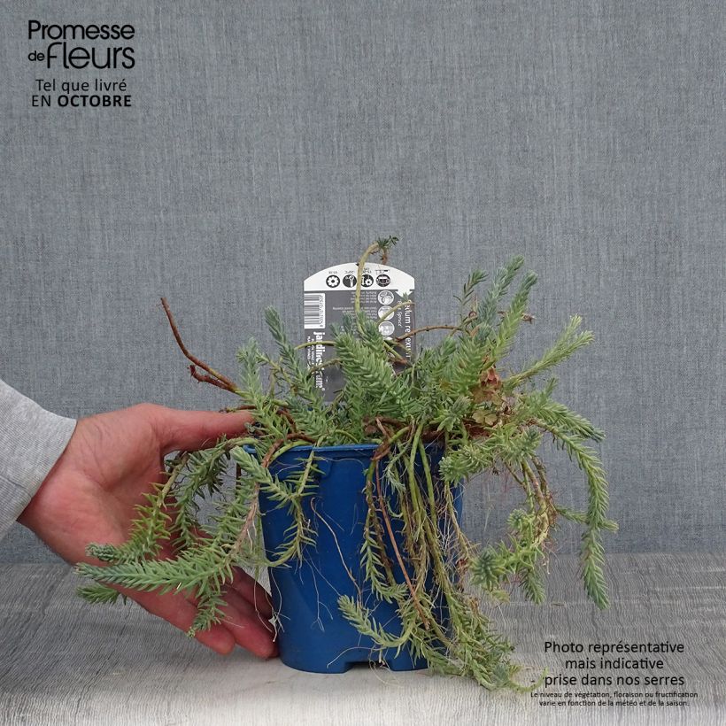 Example of Fetthenne Blue Spruce - Sedum reflexum Topf mit 2L/3L as you get in automne