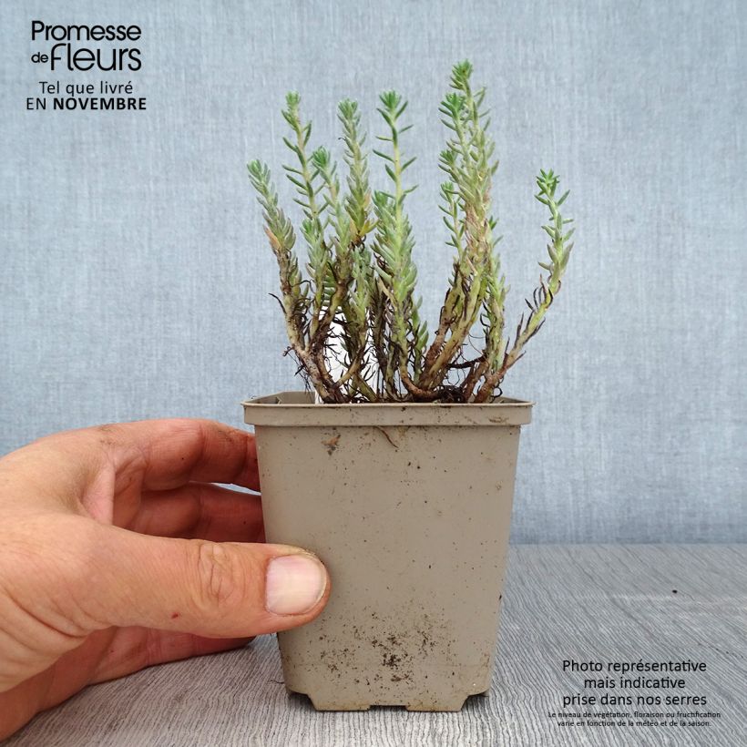 Example of Fetthenne - Sedum reflexum Kleine Töpfe von 8/9 cm as you get in automne