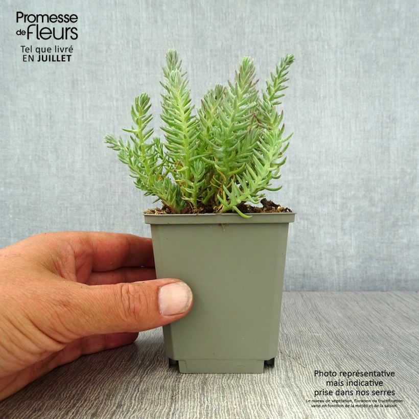 Exemplar von Fetthenne - Sedum reflexum Kleine Töpfe von 8/9 cm wie im Sommer geliefert
