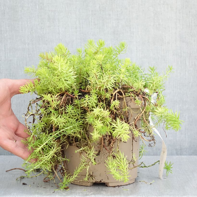 Example of Fetthenne Yellow Cushion - Sedum reflexum Topf mit 3L/4L as you get in printemps
