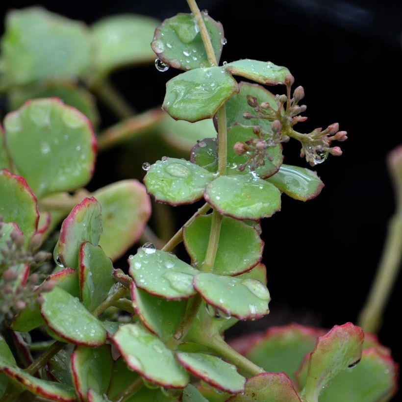 Fetthenne sieboldii - Sedum sieboldii (Foliage)