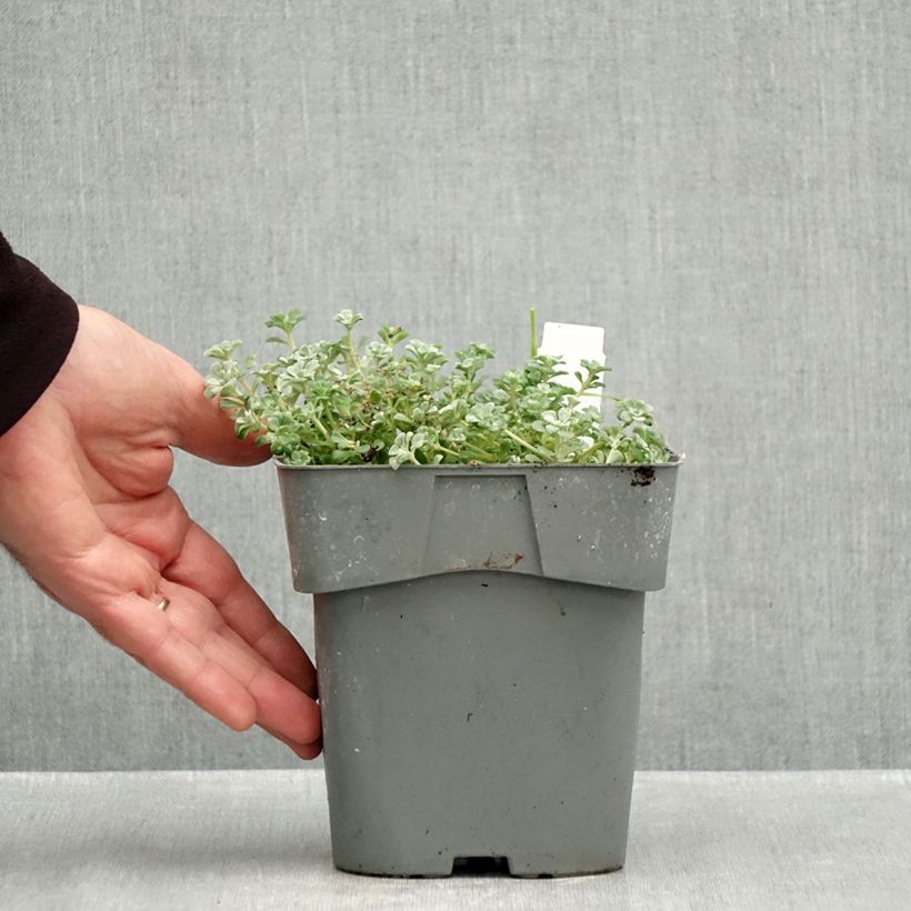 Exemplar von Fetthenne Cape Blanco - Sedum spathulifolium Topf mit 1,5L/2L wie im Herbst geliefert