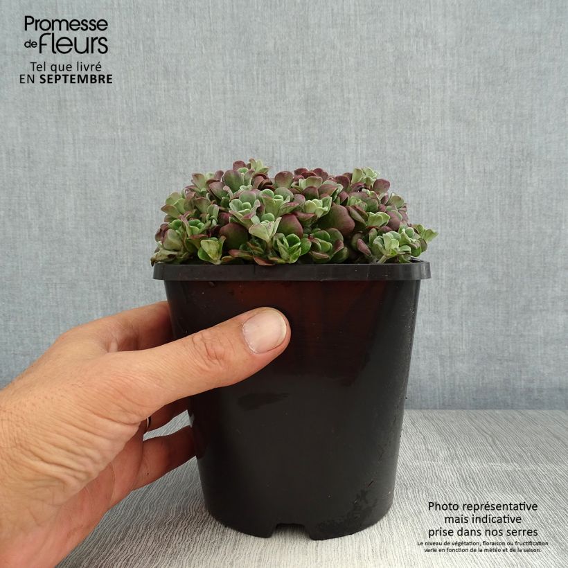 Example of Fetthenne Purpureum - Sedum spathulifolium Topf mit 2L/3L as you get in ete