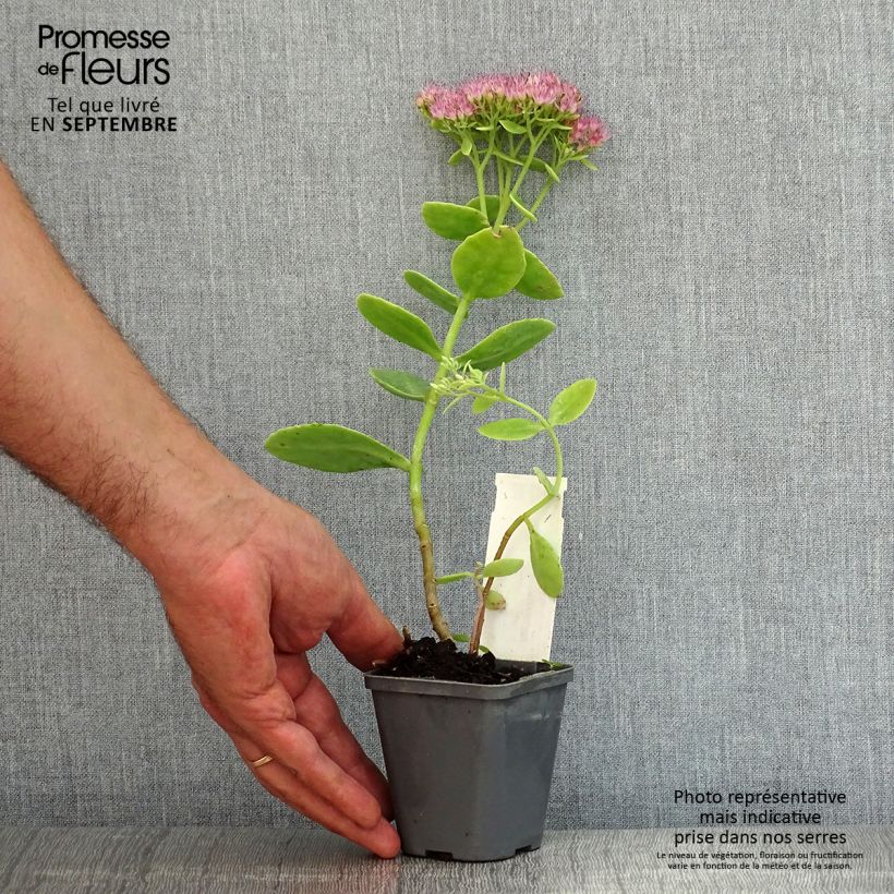 Example of Fetthenne Brilliant - Sedum spectabile Kleine Töpfe von 8/9 cm as you get in ete
