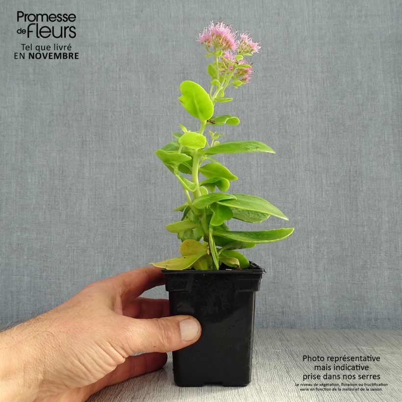 Example of Fetthenne Carmen - Sedum spectabile Kleine Töpfe von 7/8 cm as you get in automne