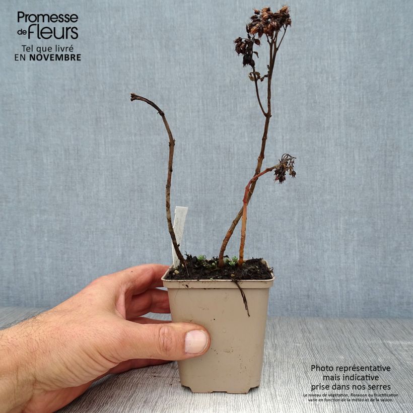 Example of Fetthenne Meteor - Sedum spectabile Kleine Töpfe von 8/9 cm as you get in automne