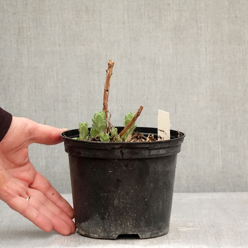 Exemplar von Fetthenne Neon - Sedum spectabile Topf mit 2L/3L wie im Winter geliefert