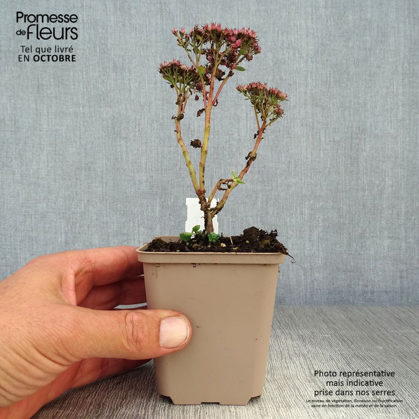 Example of Fetthenne Septemberglut - Sedum spectabile Kleine Töpfe von 8/9 cm as you get in automne