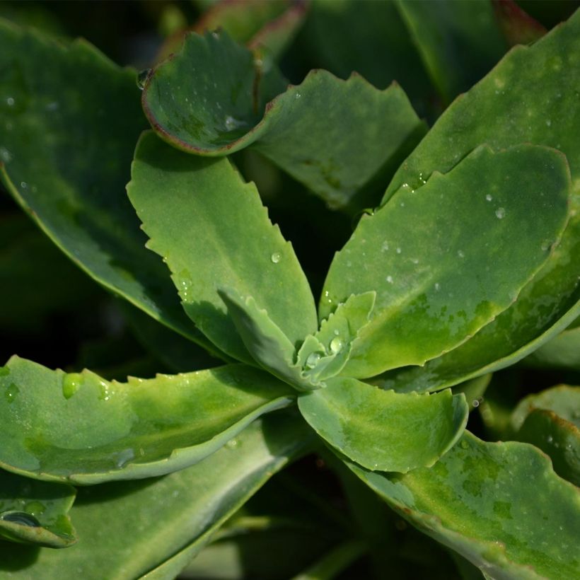Fetthenne Septemberglut - Sedum spectabile (Foliage)