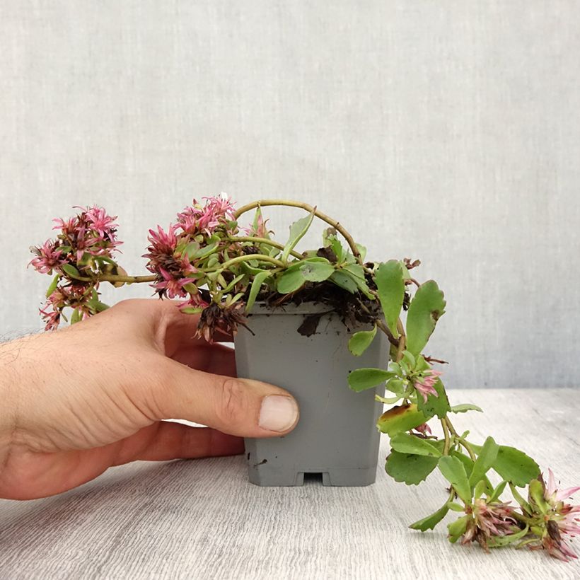 Example of Fetthenne Dragon Blood - Sedum spurium Kleine Töpfe von 8/9 cm as you get in automne