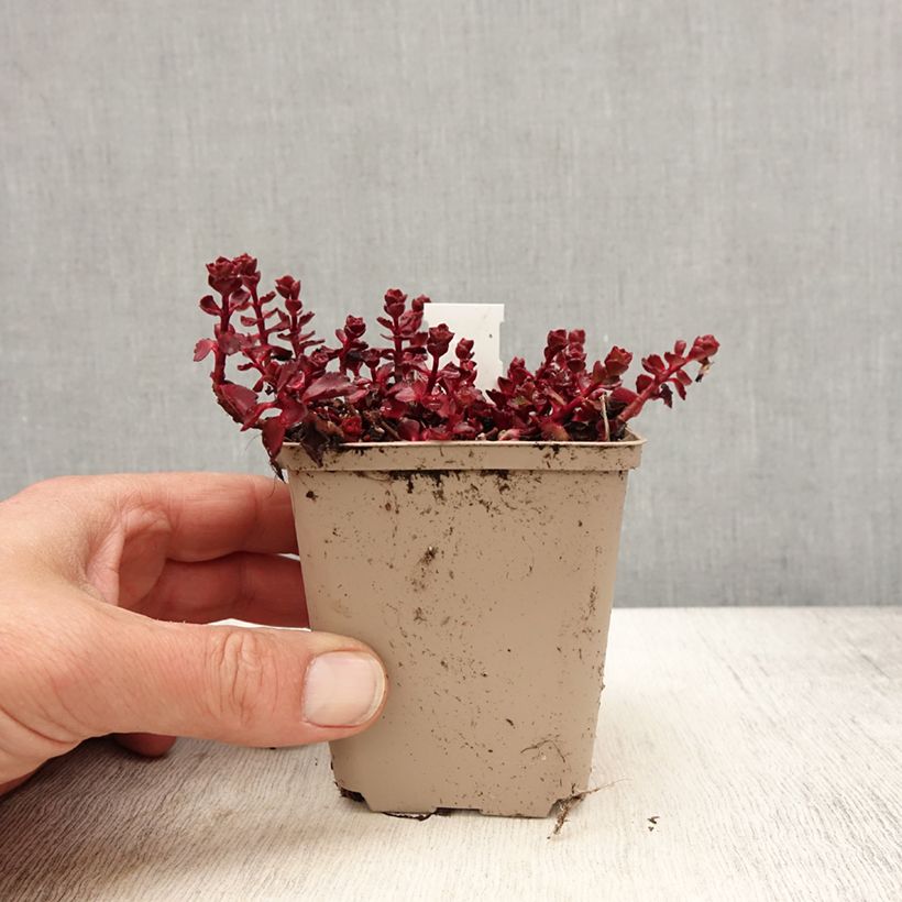 Exemplar von Fetthenne Fuldaglut - Sedum spurium Kleine Töpfe von 8/9 cm wie im Frühjahr geliefert