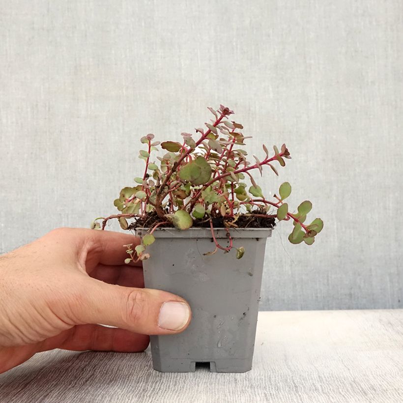 Example of Fetthenne Woodoo - Sedum spurium Kleine Töpfe von 8/9 cm as you get in automne