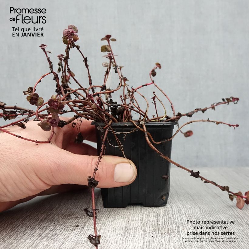 Exemplar von Fetthenne Woodoo - Sedum spurium Kleine Töpfe von 8/9 cm wie im Winter geliefert