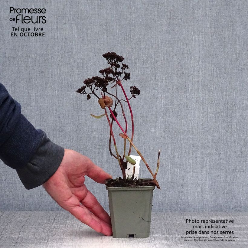 Exemplar von Fetthenne Strawberry and Cream - Sedum Kleine Töpfe von 8/9 cm wie im Herbst geliefert