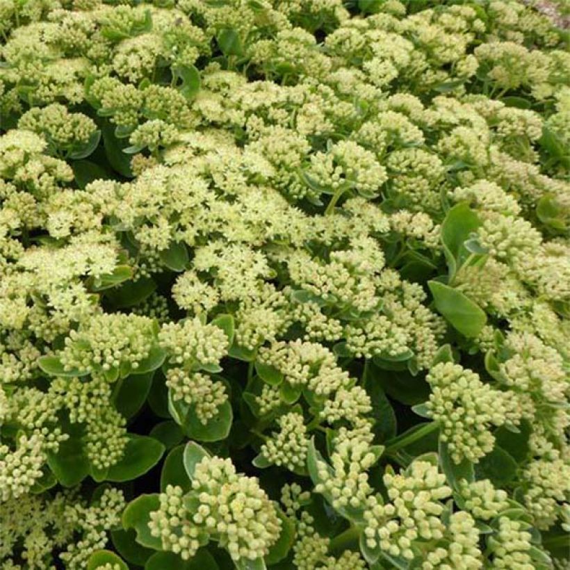Fetthenne Sunkissed - Sedum (Flowering)