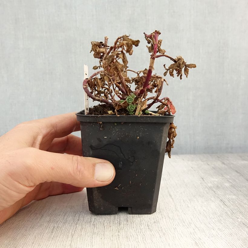 Example of Fetthenne Sunsparkler Blue Pearl - Sedum Kleine Töpfe von 8/9 cm as you get in automne