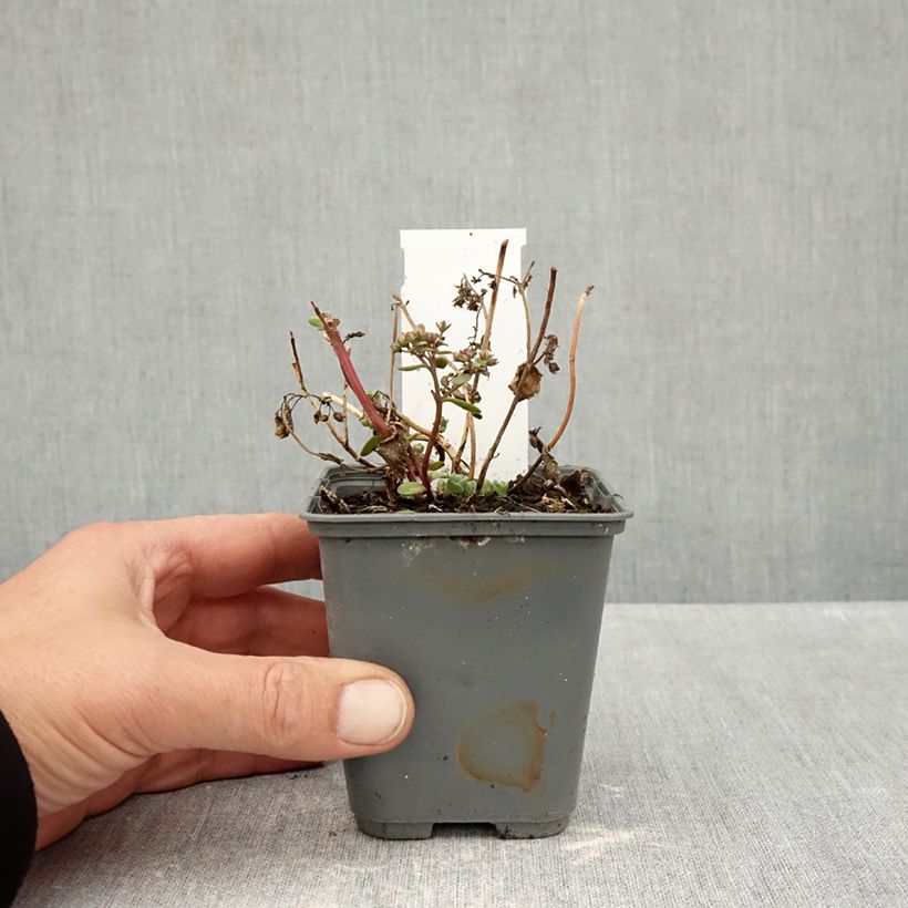 Exemplar von Fetthenne Sunsparkler Cherry Tart - Sedum Kleine Töpfe von 8/9 cm wie im Herbst geliefert