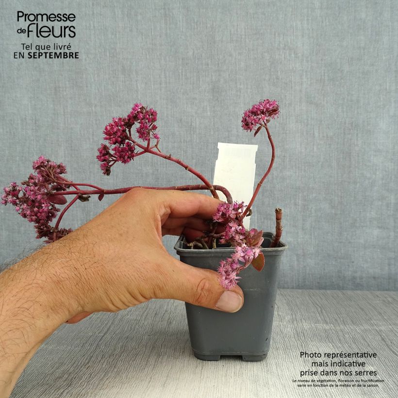 Example of Fetthenne Sunsparkler Cherry Tart - Sedum Kleine Töpfe von 8/9 cm as you get in ete