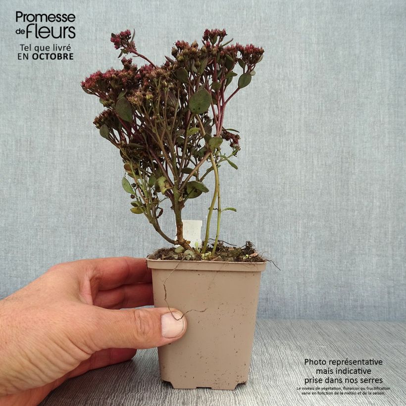 Example of Fetthenne Sunsparkler Dazzleberry - Sedum Kleine Töpfe von 8/9 cm as you get in automne