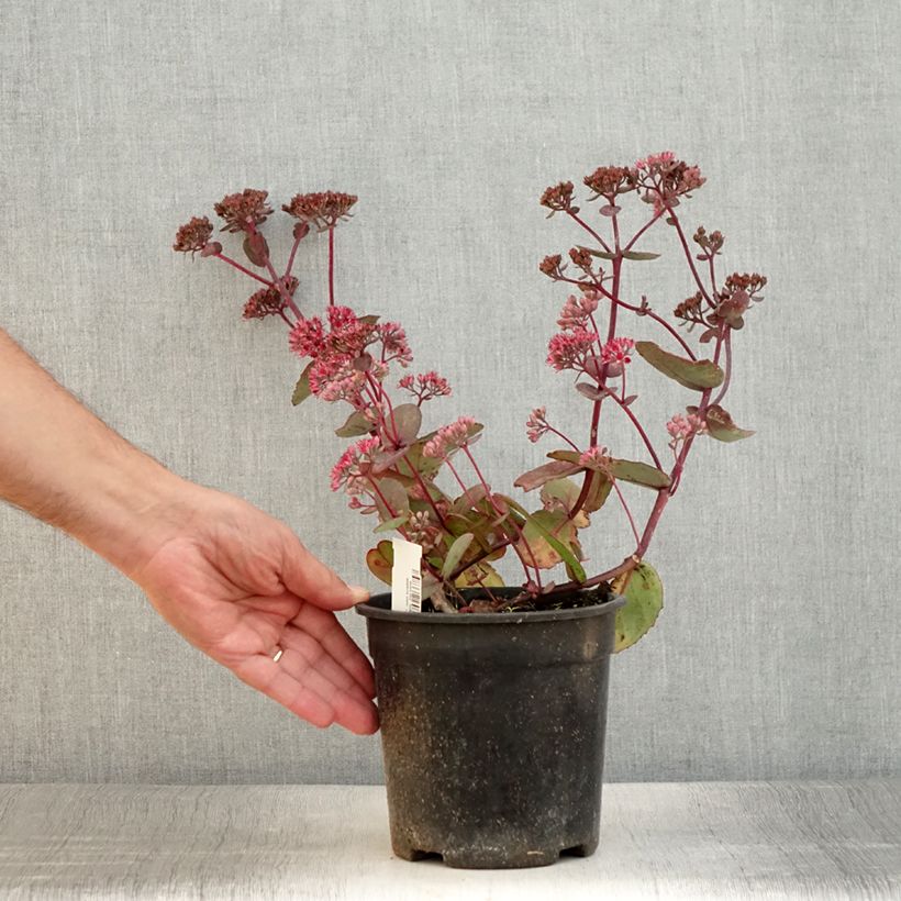 Example of Fetthenne Sunsparkler Dream Dazzler - Sedum Topf mit 2L/3L as you get in ete