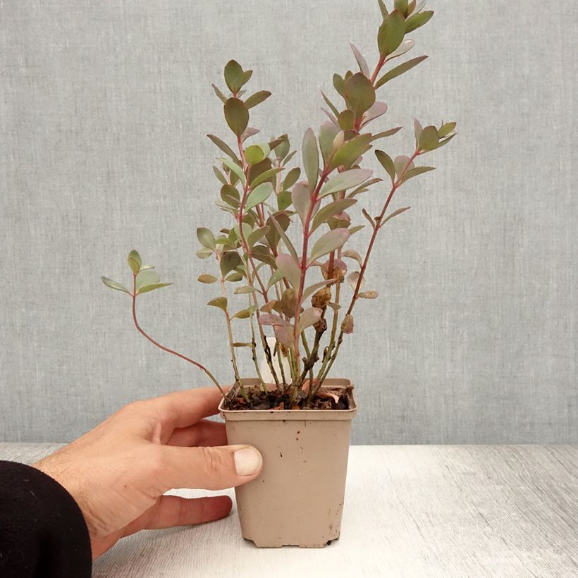 Example of Fetthenne Sunsparkler Plum Dazzled - Sedum Kleine Töpfe von 8/9 cm as you get in ete