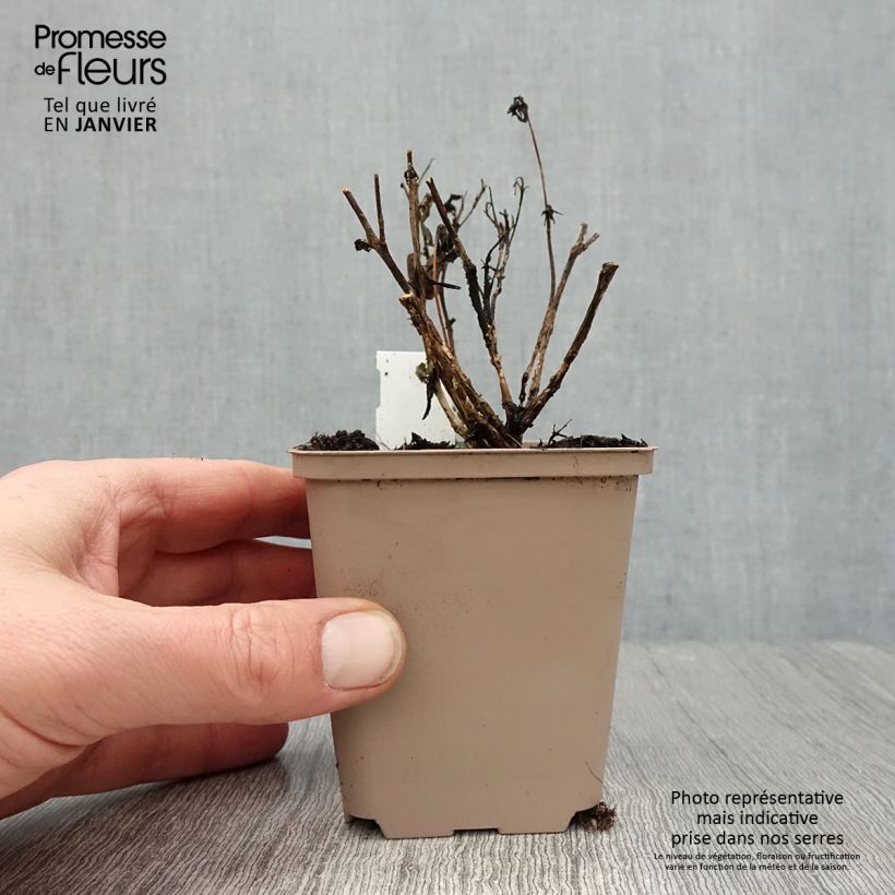 Exemplar von Fetthenne Sunsparkler Plum Dazzled - Sedum Kleine Töpfe von 8/9 cm wie im Winter geliefert