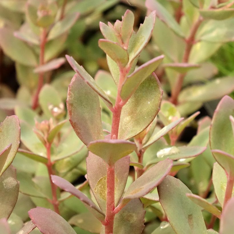 Fetthenne Sunsparkler Plum Dazzled - Sedum (Foliage)