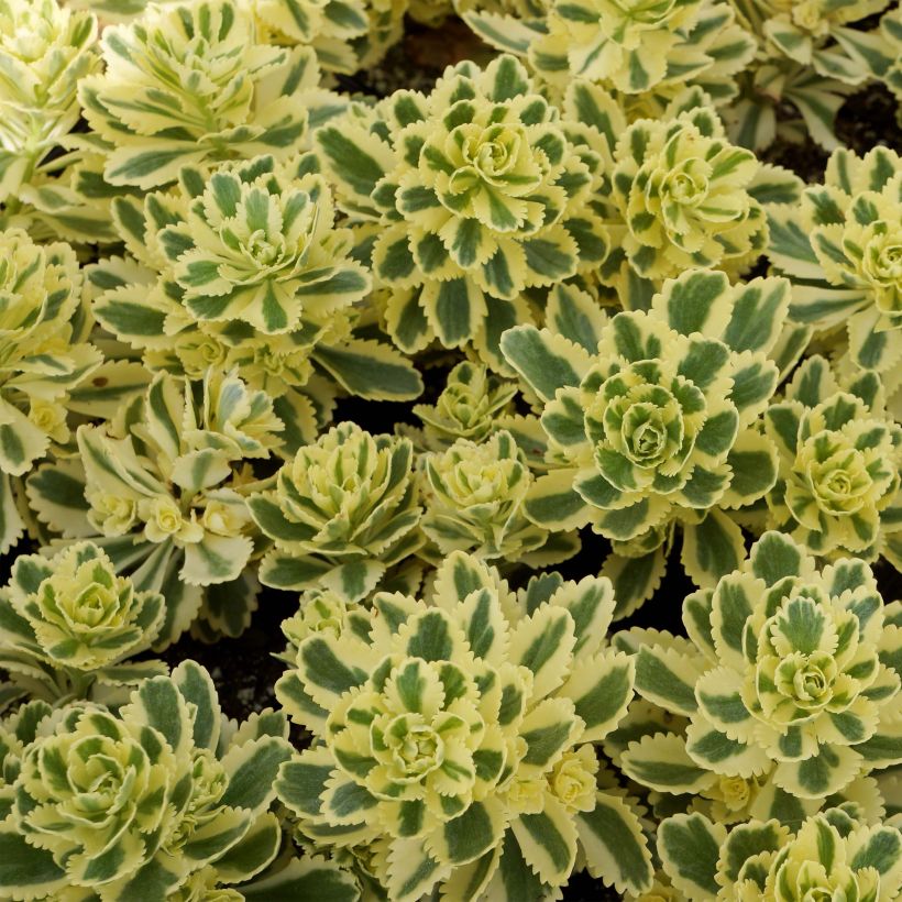 Fetthenne Atlantis - Sedum takesimense (Foliage)