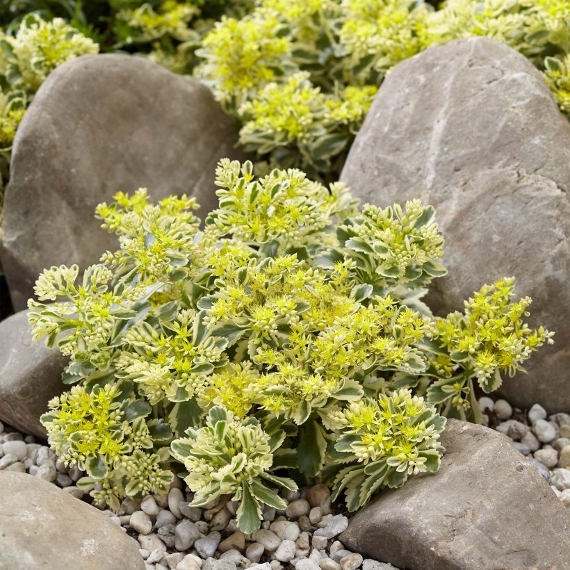 Fetthenne Atlantis - Sedum takesimense (Plant habit)