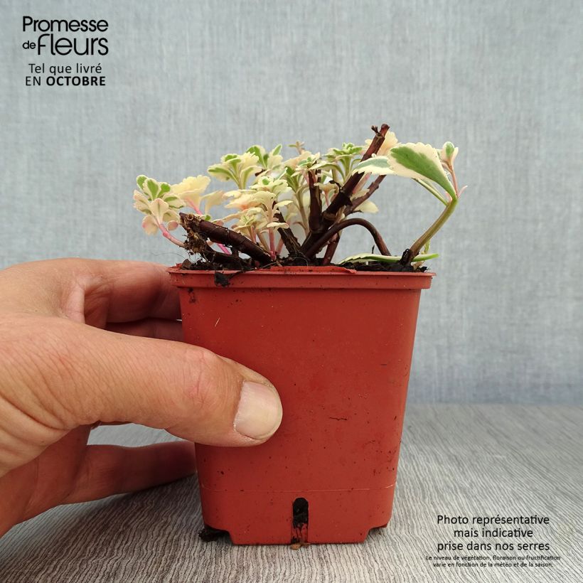 Example of Fetthenne Atlantis - Sedum takesimense Kleine Töpfe von 8/9 cm as you get in automne