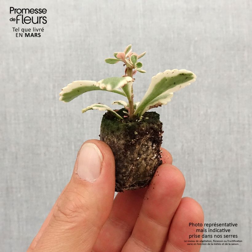 Example of Fetthenne Atlantis - Sedum takesimense Mini-Plug Ø 3/4 cm as you get in printemps