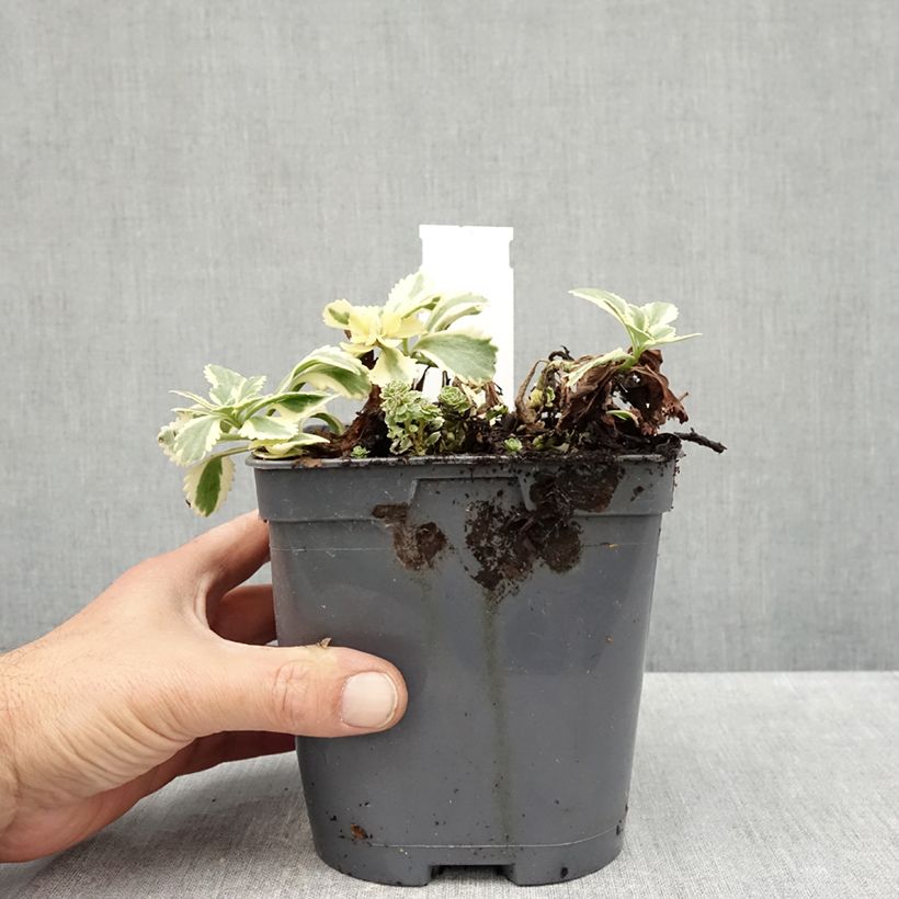 Exemplar von Fetthenne Atlantis - Sedum takesimense Topf mit 1,5L/2L wie im Herbst geliefert